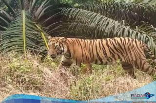 Warga Inhil Riau Tewas Diterkam Harimau
